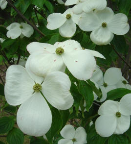 cornus-rutdan-celestial-dogwood