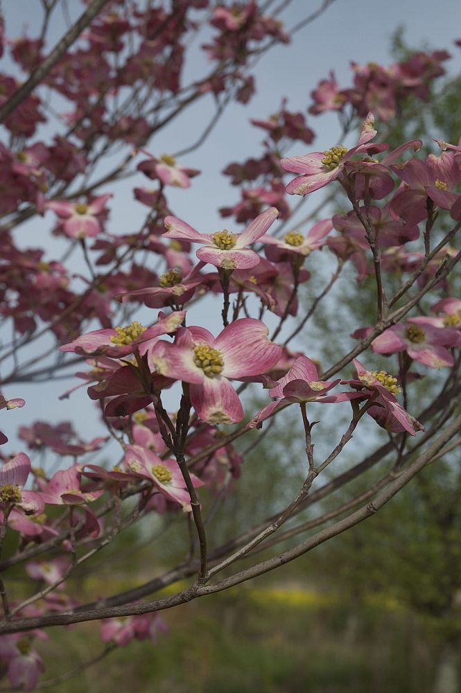 cornus-rutgan-stellar-pink-dogwood