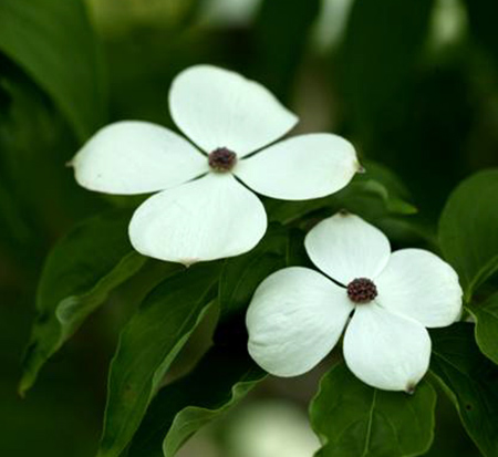 cornus-rutgersensis-aurora-flowering-dogwood