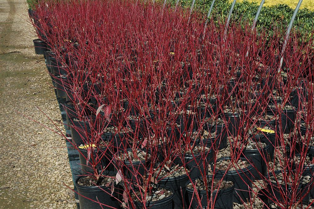 cornus-sericea-baileyi-red-osier-dogwood-red-twig-dogwood