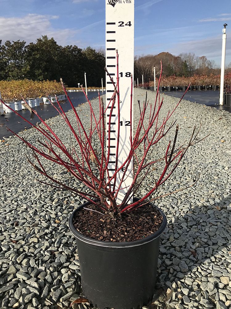 cornus-sericea-baileyi-red-osier-dogwood-red-twig-dogwood
