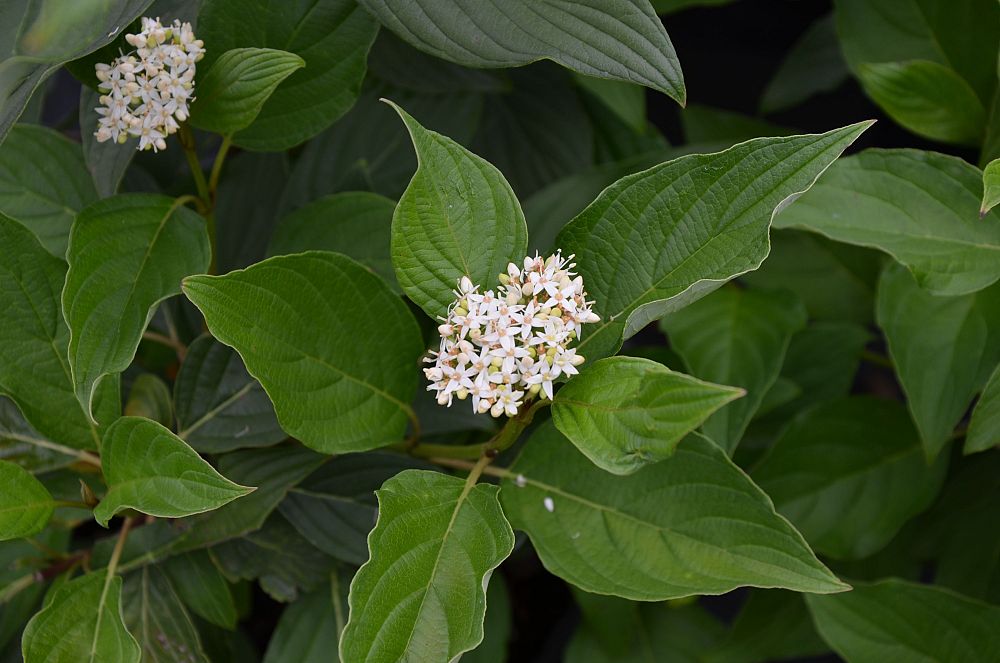 cornus-sericea-baileyi-red-osier-dogwood-red-twig-dogwood