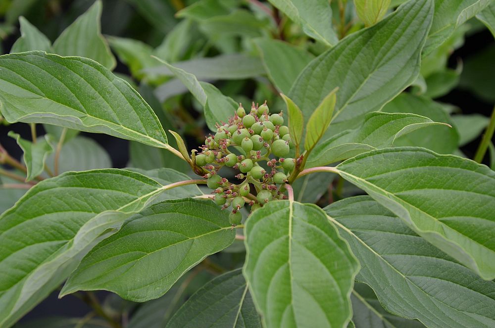 cornus-sericea-baileyi-red-osier-dogwood-red-twig-dogwood