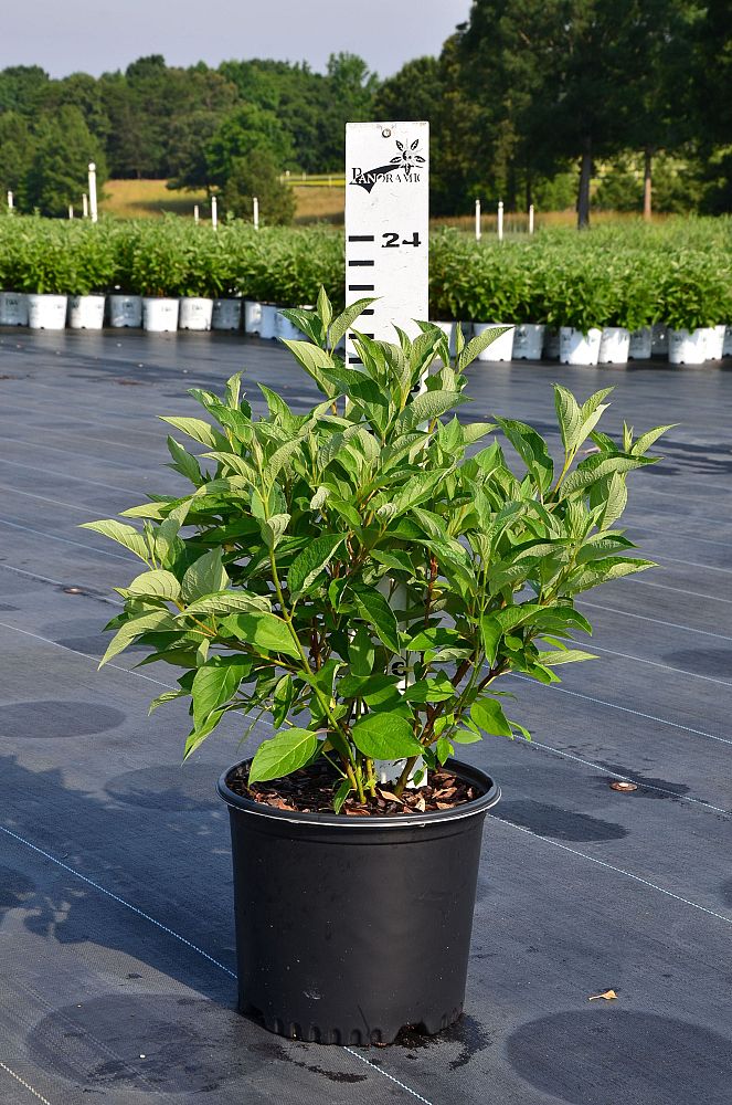 cornus-sericea-baileyi-red-osier-dogwood-red-twig-dogwood