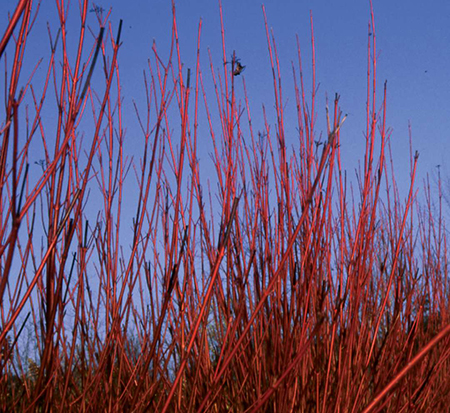 cornus-sericea-baileyi-red-osier-dogwood-red-twig-dogwood