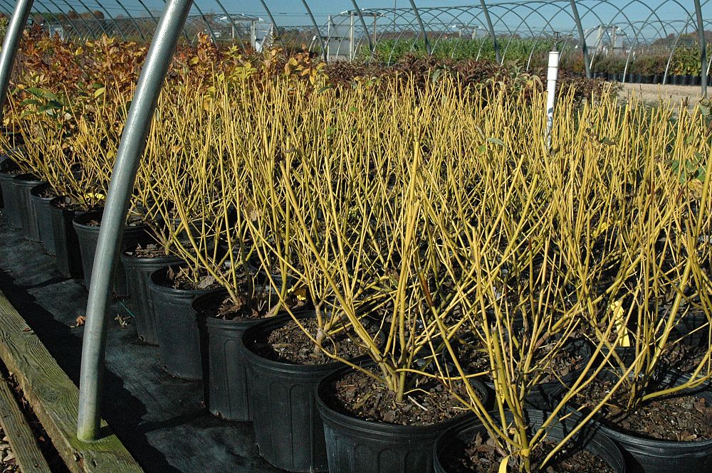 cornus-sericea-budd-s-yellow-yellow-twig-dogwood-cornus-alba-bud-s-yellow