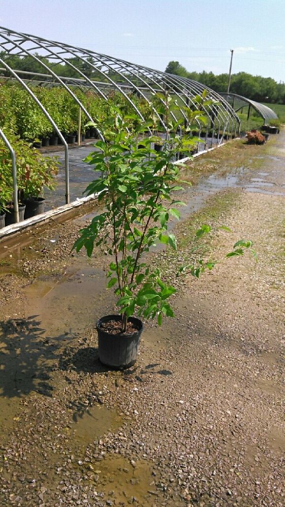 cornus-sericea-cornus-stolonifera-red-osier-dogwood-red-twig-dogwood