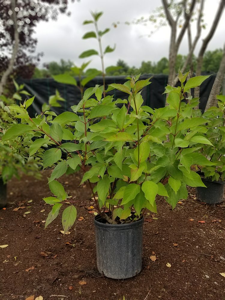 cornus-sericea-cornus-stolonifera-red-osier-dogwood-red-twig-dogwood