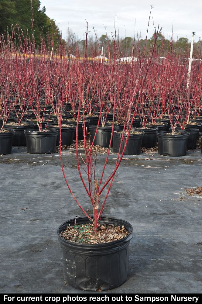 cornus-sericea-cornus-stolonifera-red-osier-dogwood-red-twig-dogwood
