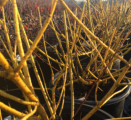 cornus-sericea-flaviramea-osier-dogwood-yellow-twig-dogwood