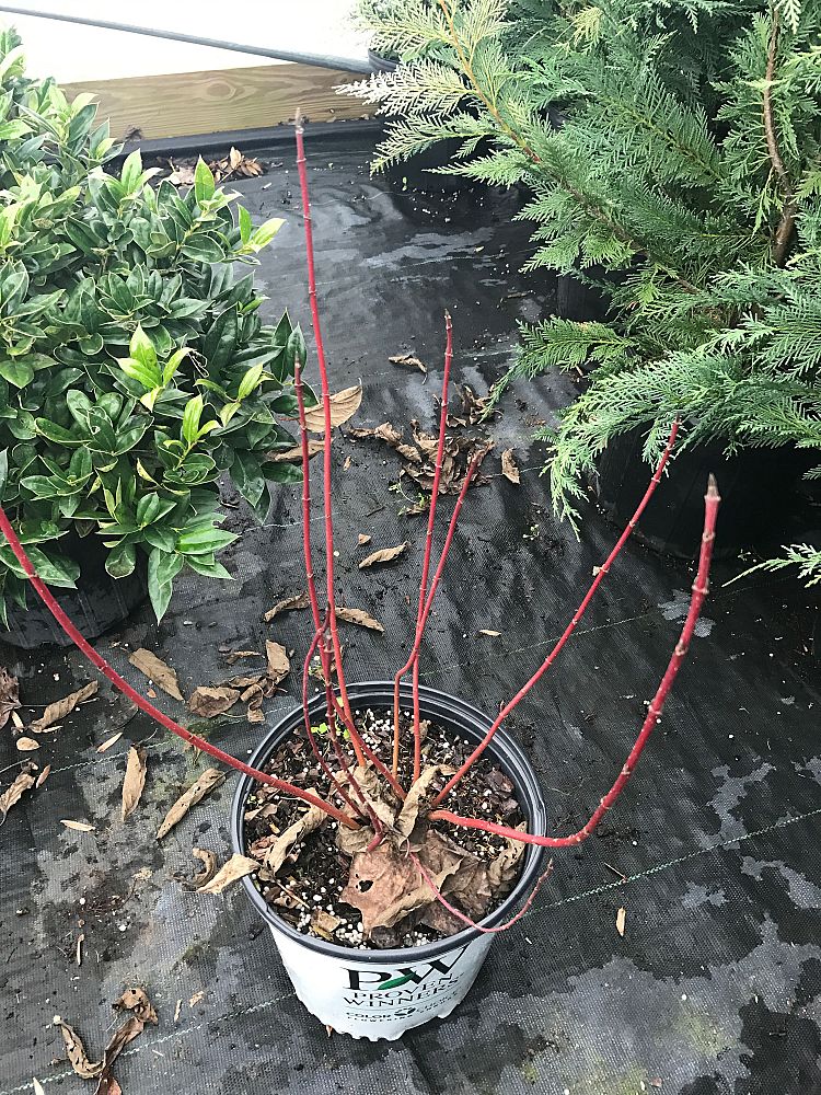 cornus-stolonifera-farrow-arctic-fire-reg-red-twig-dogwood