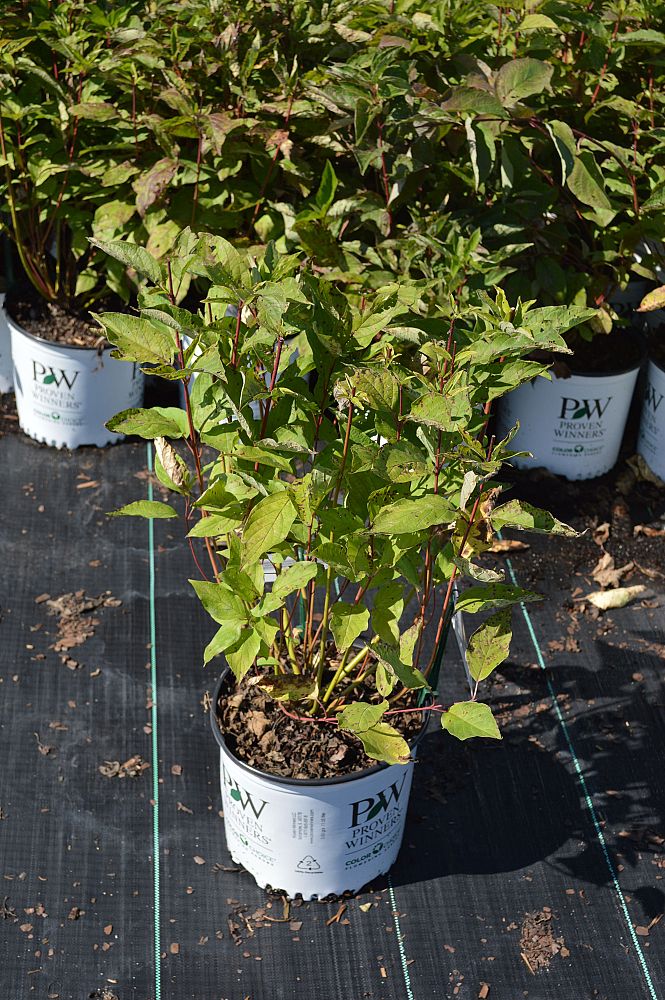 cornus-stolonifera-farrow-arctic-fire-reg-red-twig-dogwood