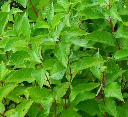 cornus-stolonifera-farrow-arctic-fire-reg-red-twig-dogwood