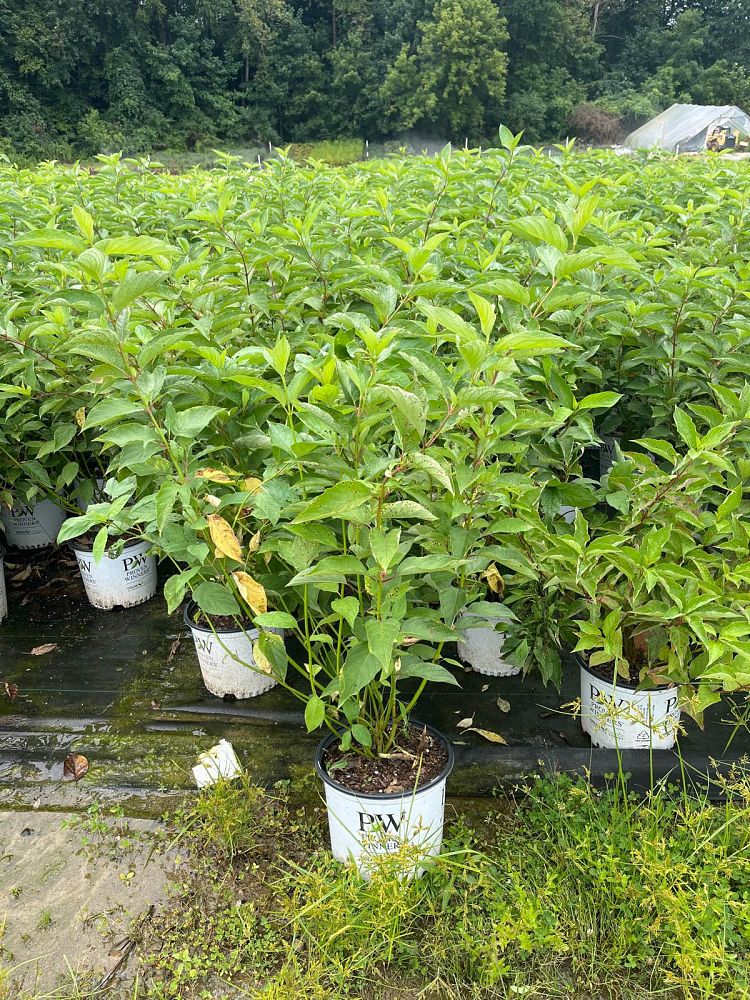 cornus-stolonifera-farrow-arctic-fire-reg-red-twig-dogwood