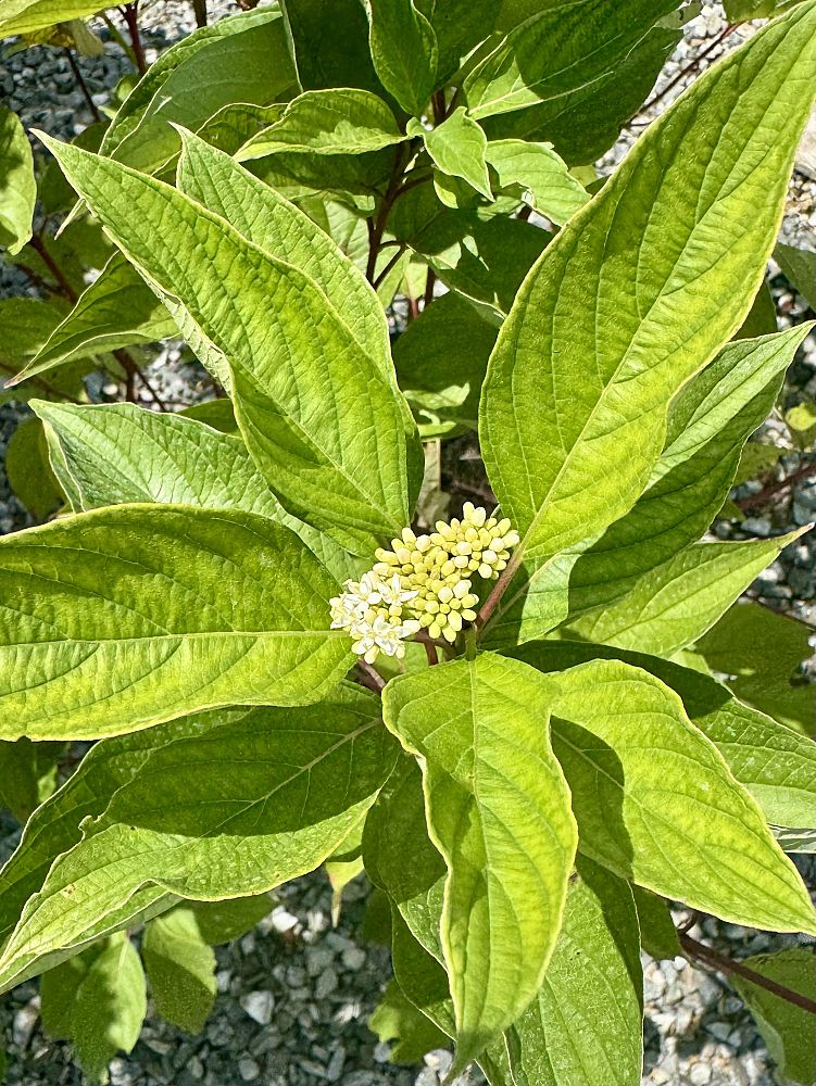 cornus-stolonifera-farrow-arctic-fire-reg-red-twig-dogwood