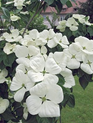 cornus-venus-dogwood