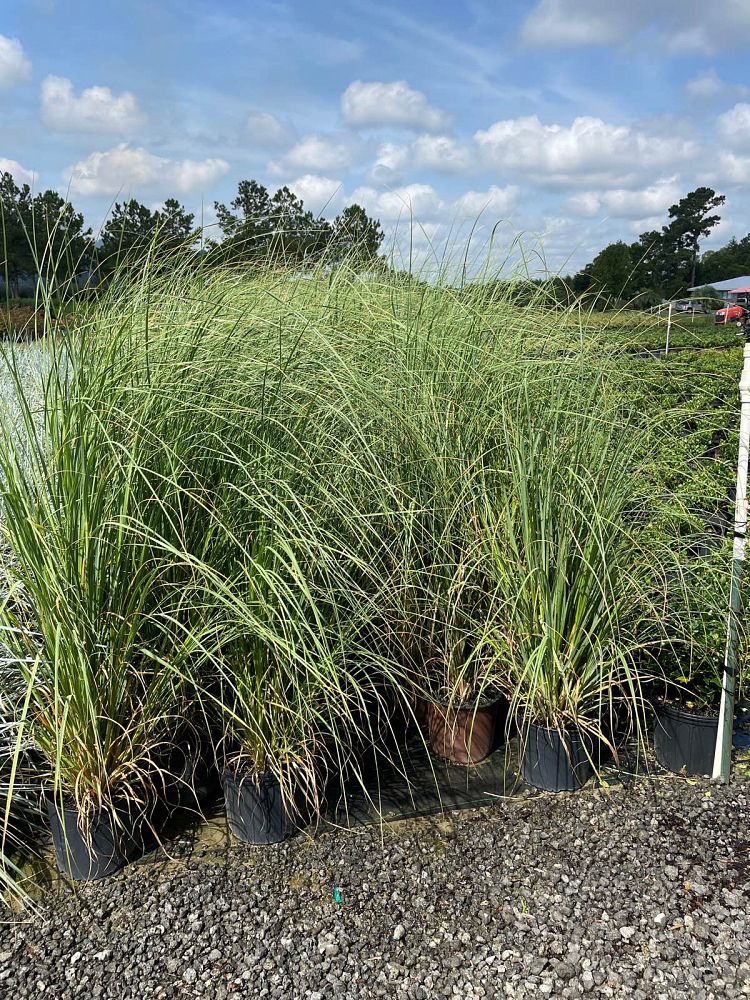 cortaderia-jubata-pink-pampas-grass