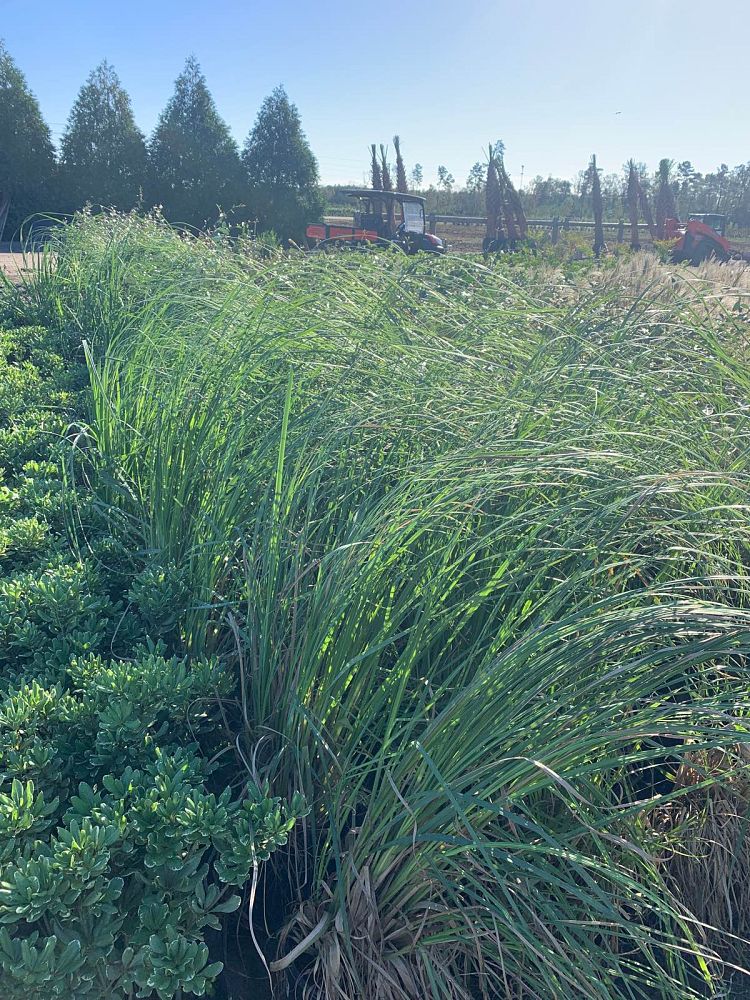 cortaderia-pampas-grass