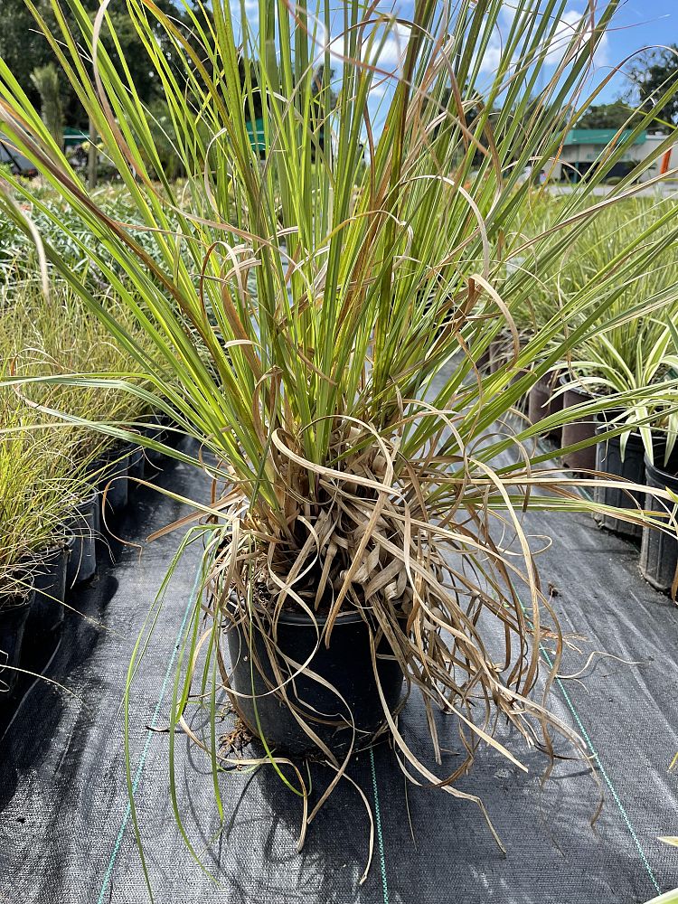 cortaderia-pampas-grass