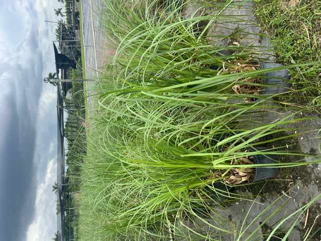 cortaderia-pampas-grass