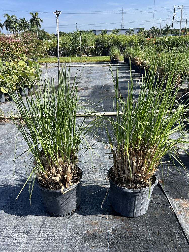 cortaderia-pampas-grass