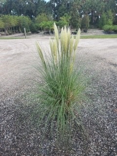 cortaderia-selloana-blue-bayou-pampas-grass-dwarf-blue