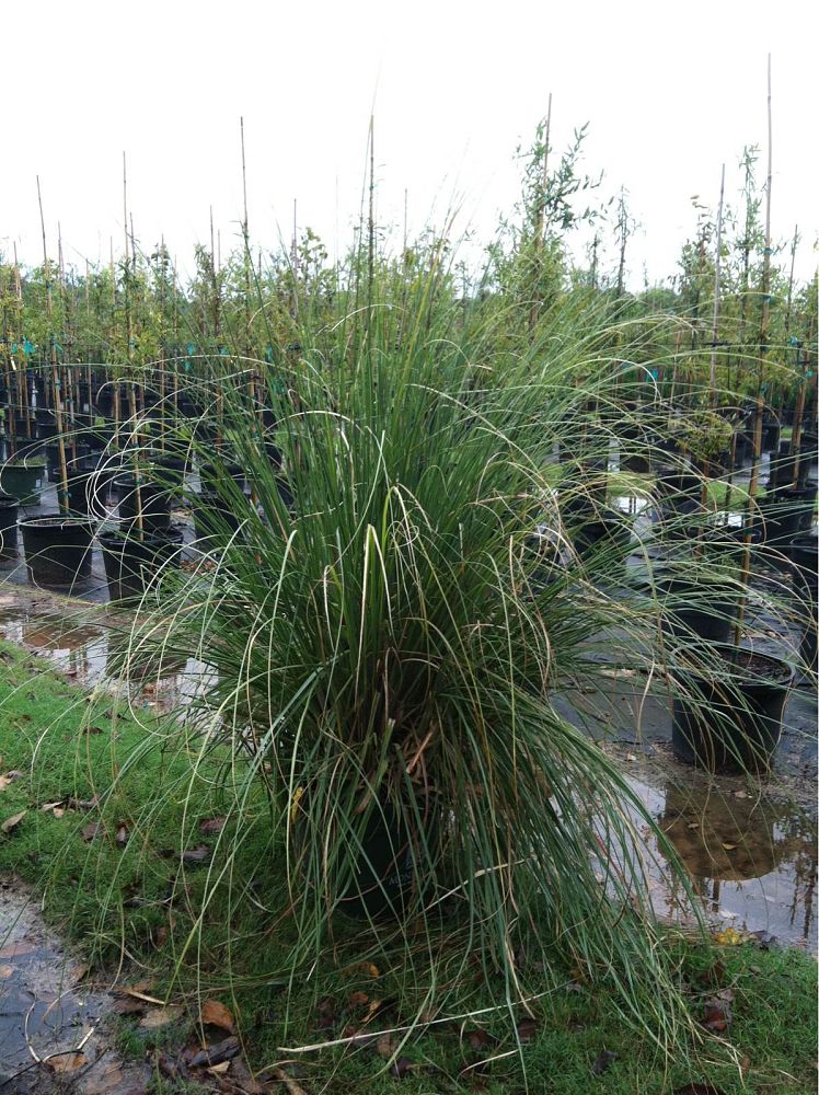 cortaderia-selloana-pampas-grass