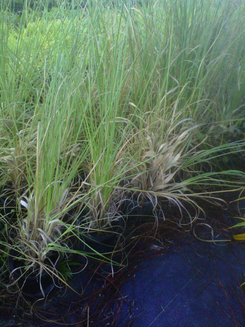 cortaderia-selloana-pampas-grass