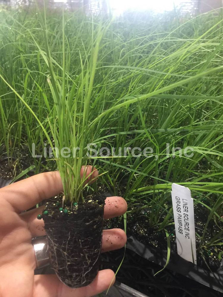 cortaderia-selloana-pampas-grass