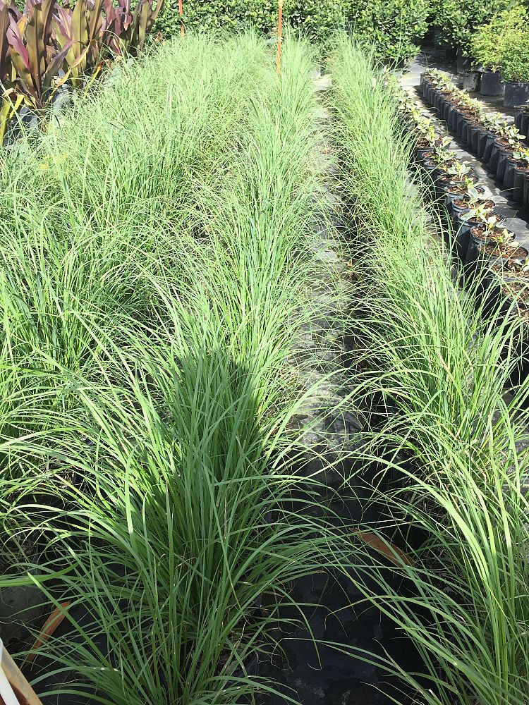 cortaderia-selloana-pampas-grass