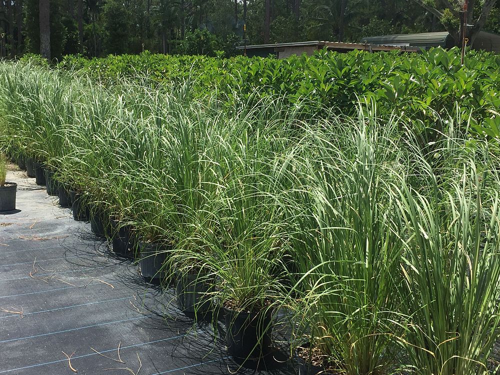cortaderia-selloana-pampas-grass