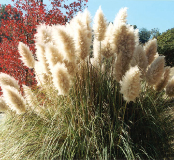 cortaderia-selloana-pampas-grass