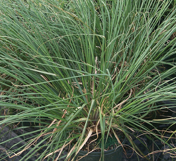 cortaderia-selloana-pampas-grass