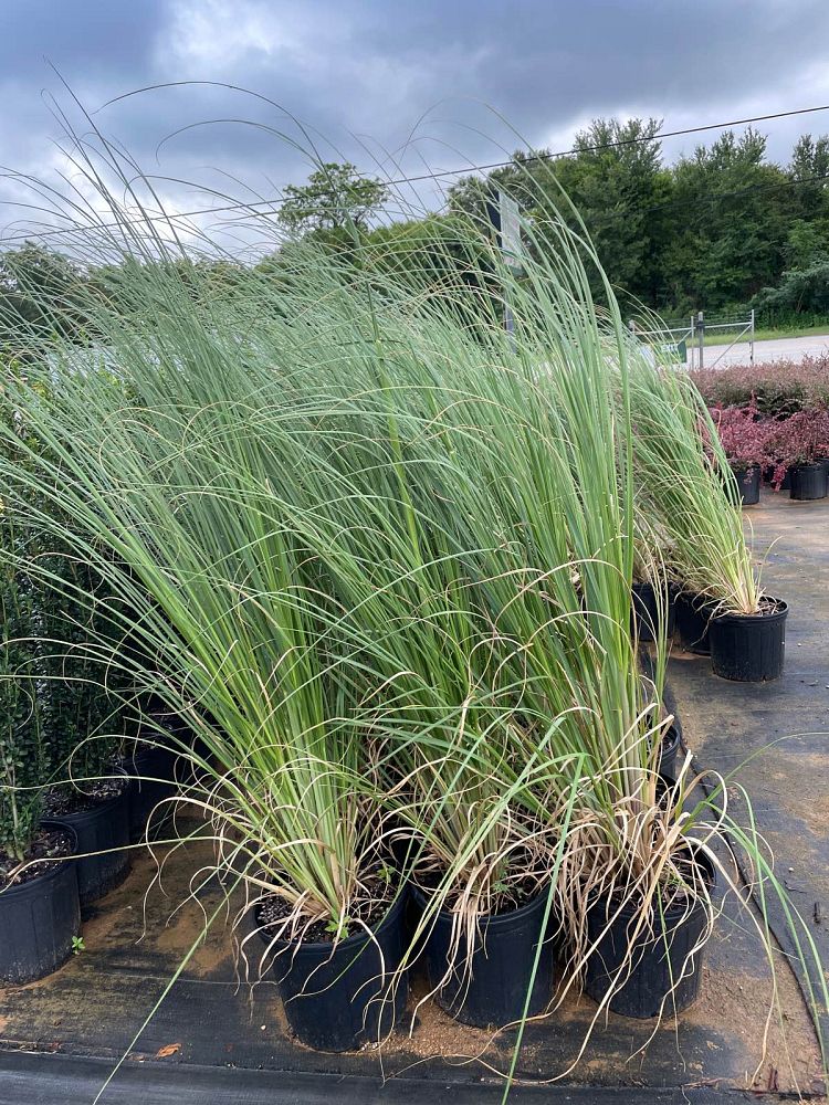 cortaderia-selloana-pampas-grass