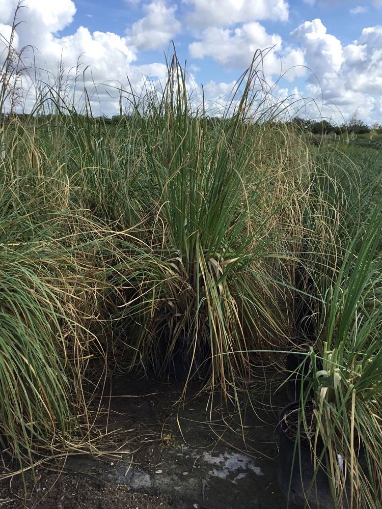 cortaderia-selloana-pampas-grass