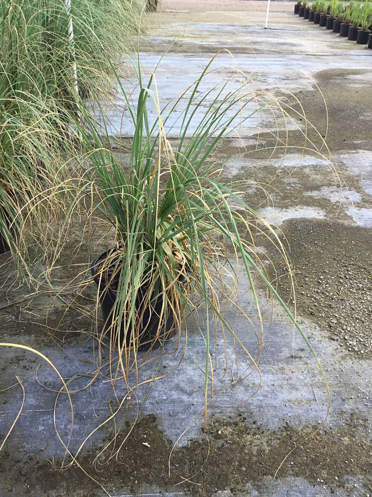 cortaderia-selloana-pampas-grass