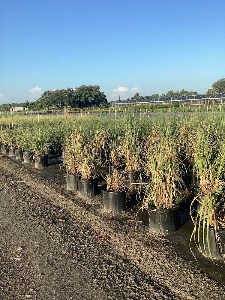 cortaderia-selloana-pampas-grass