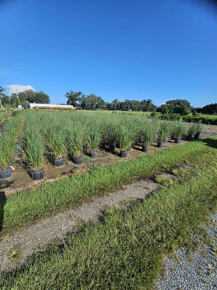 cortaderia-selloana-pampas-grass