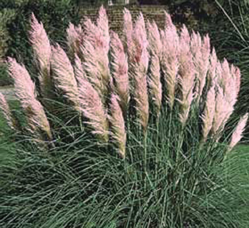 cortaderia-selloana-pink-pampas-grass