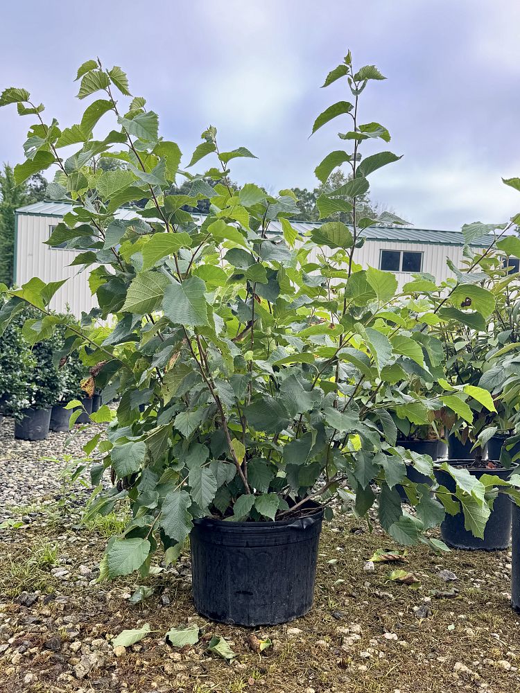 corylus-americana-hazelnut-american-filbert