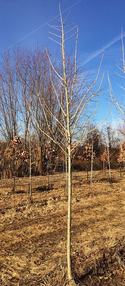 corylus-colurna-turkish-tree-hazel