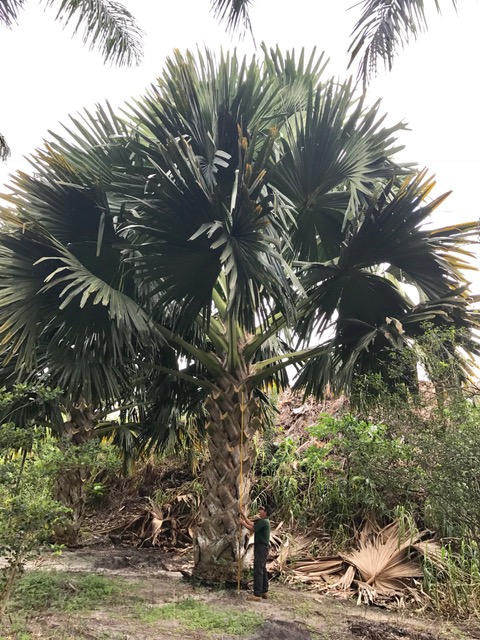 corypha-umbraculifera-talipot-palm