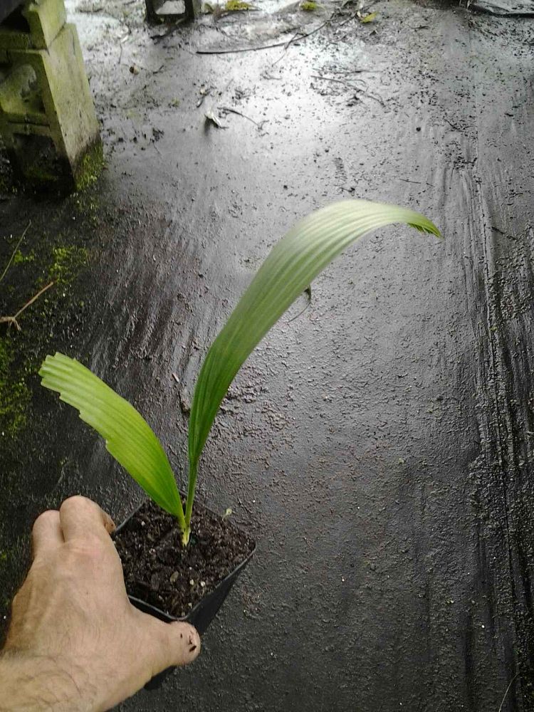 corypha-umbraculifera-talipot-palm