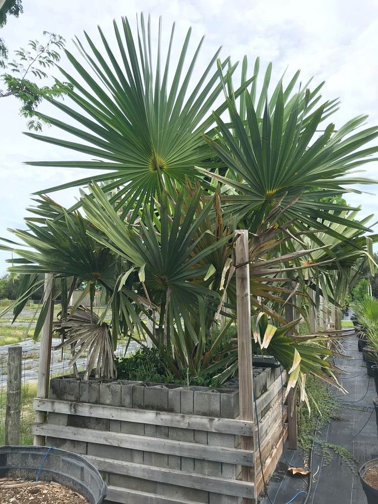 corypha-umbraculifera-talipot-palm