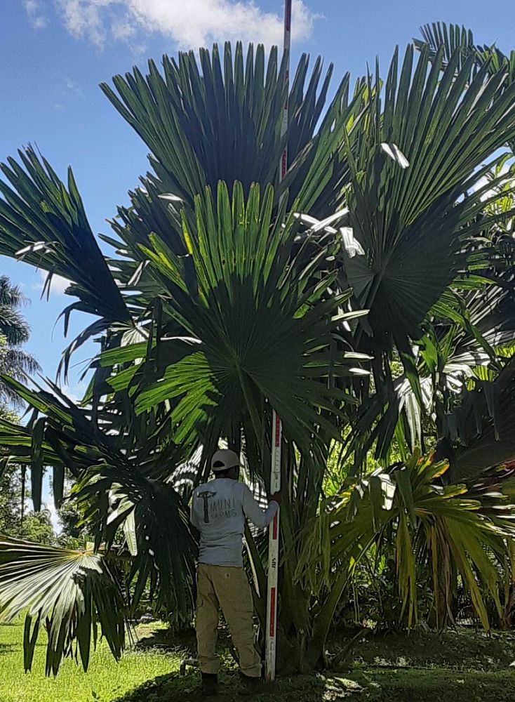 corypha-umbraculifera-talipot-palm
