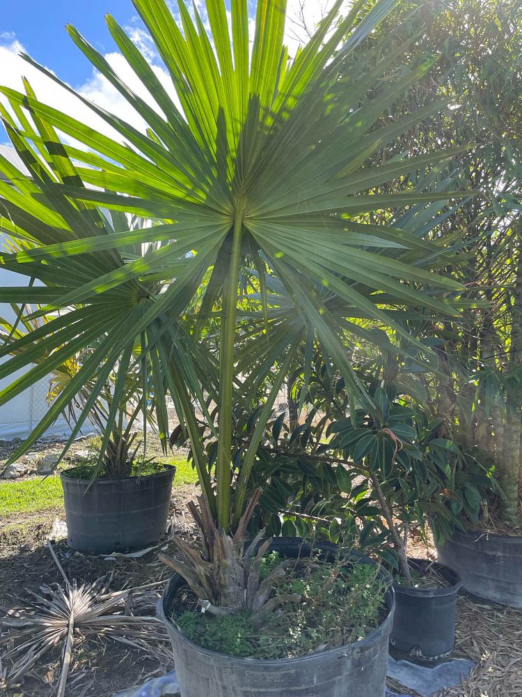 corypha-umbraculifera-talipot-palm