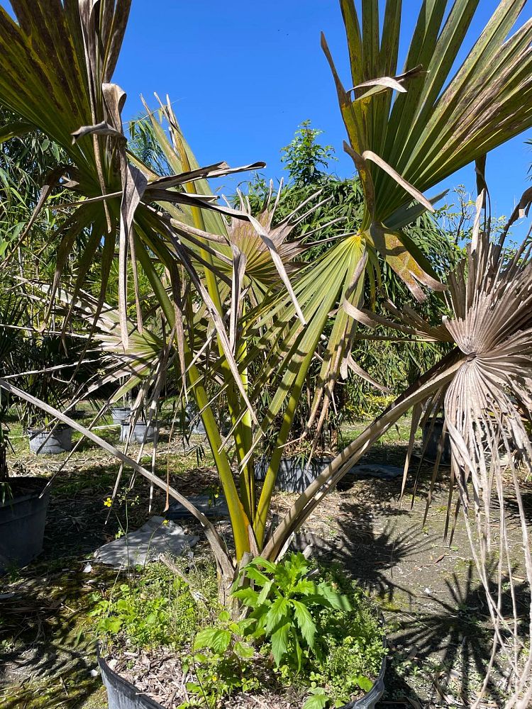 corypha-umbraculifera-talipot-palm