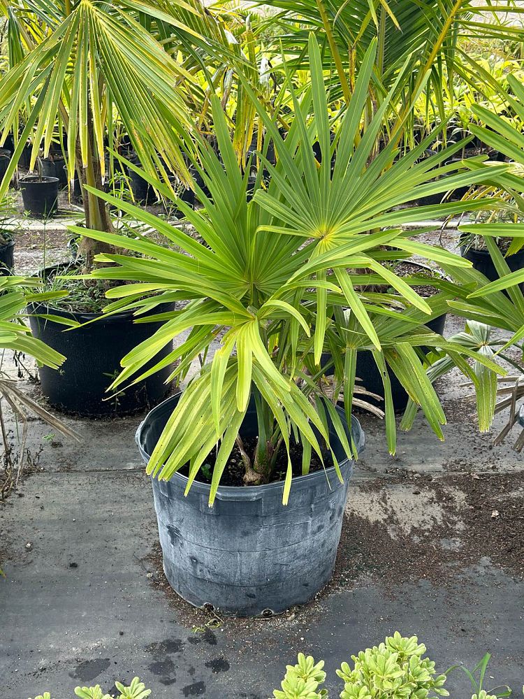 corypha-umbraculifera-talipot-palm