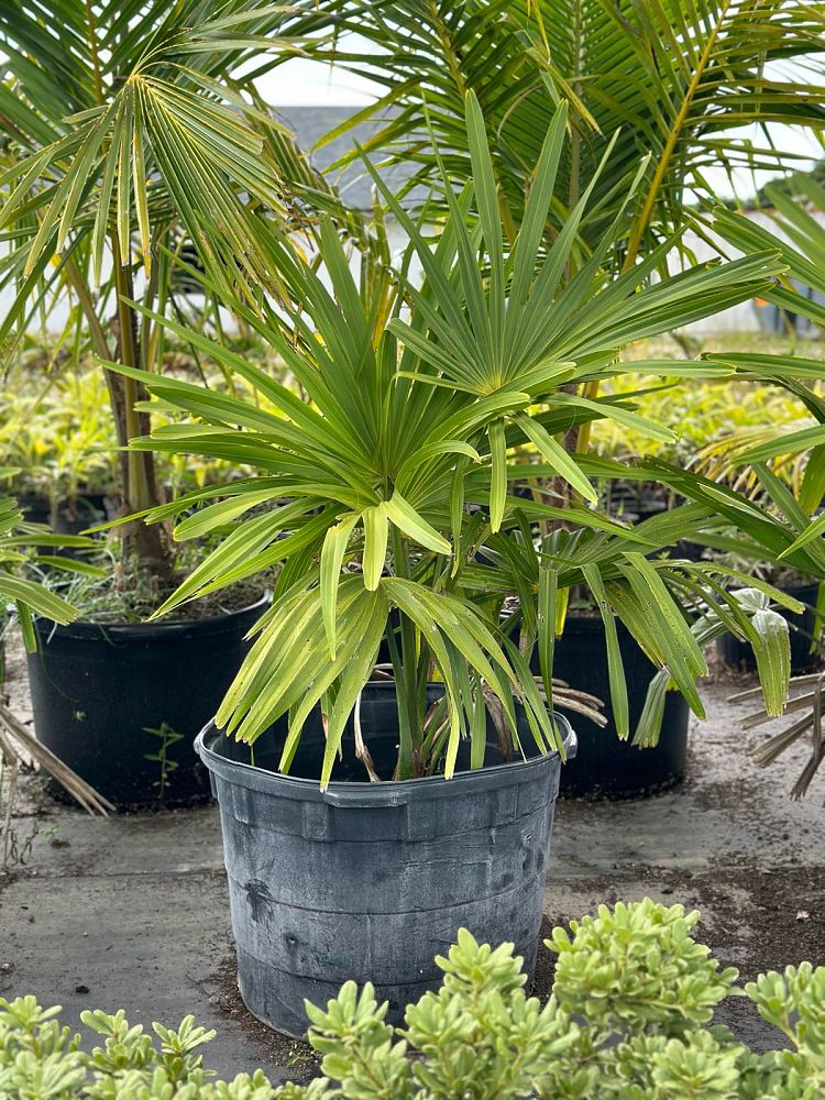 corypha-umbraculifera-talipot-palm