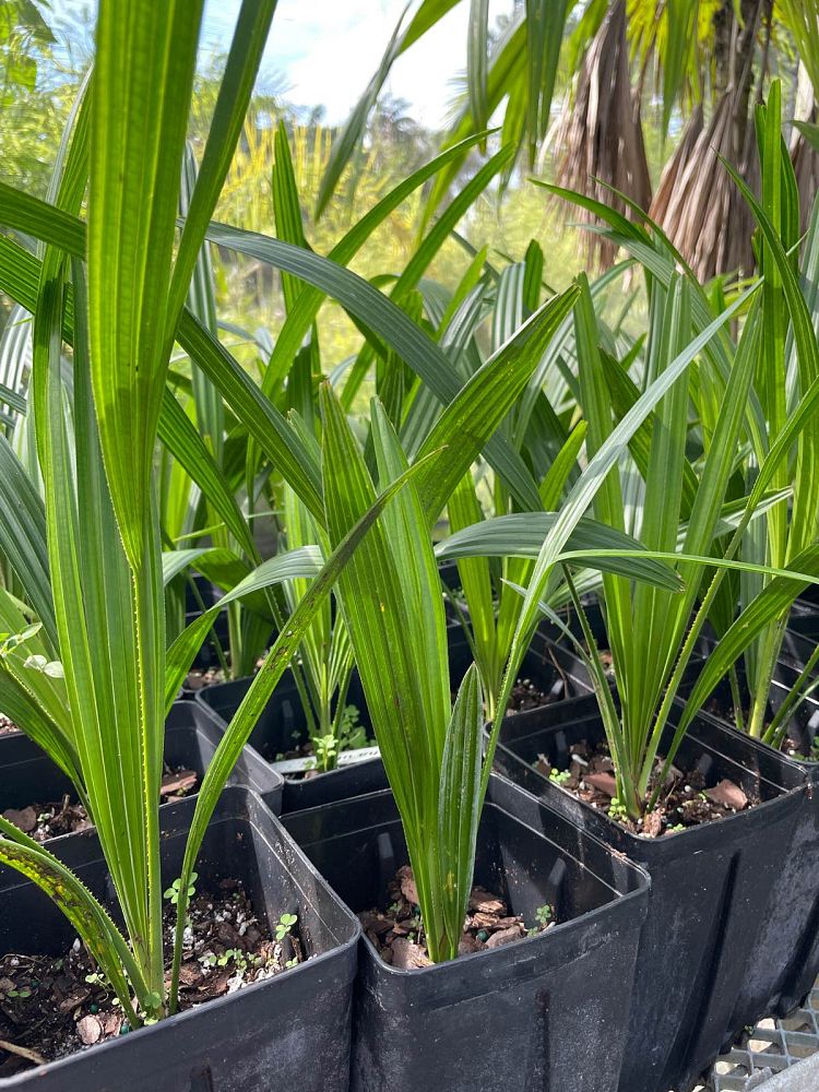 corypha-umbraculifera-talipot-palm